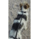 YAGO Collier en cuir Souple et Réglable pour moyen chien, taille M 34-40cm, Coloris Noir