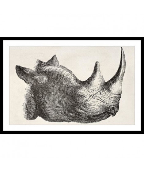 RHINO Affiche encadrée 60x40cm - Rhinocéros noir & blanc