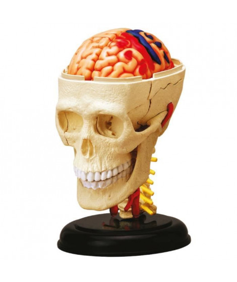 MGM - Explora - Anatomie crâne et cerveau - Expérience anatomie