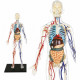 MGM - Explora - Anatomie squelette corps humain transparent - Expérience anatomie