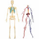 MGM - Explora - Anatomie squelette corps humain transparent - Expérience anatomie