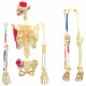 MGM - Explora - Anatomie squelette - Expérience anatomie