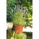 DEROMA Pot de fleurs rond Day R Cotto - 25 cm