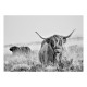Papier peint adhésif - Highland Cattle