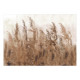 Papier peint - Tall Grasses - Brown
