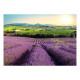 Papier peint adhésif - Lavender Field