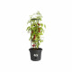 ELHO Pot a tomate Green Basics - 33 cm - Noir vif