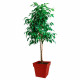 EDA Pot de fleur carré Toscane - 39 x 39 x H 39 cm - 38 L - Rouge rubis