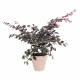 ELHO Pot de fleurs rond avec roues Loft Urban - Ø 40 cm - Fruits rouges