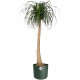 Pot De Fleurs Rond B.FOR - Plastique - Ø25 - Leaf Green