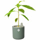 Pot De Fleurs Rond AMAZING AVOCADO - Plastique - Ø16 - Leaf Green