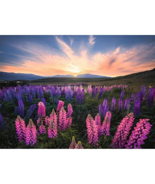 Puzzle 500 pieces Les lupins (Nature edition) - Ravensburger - Paysage et nature - Adultes et enfants des 12 ans