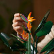 LEGO Icons 10289 L'Oiseau de Paradis, Fleurs Décoratives, Maquette Botanical Collection, Construction Plantes, pour Adultes