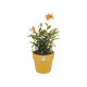 Pot de fleur B.for Original Rond 30 ocre