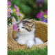 Puzzle 2x500 pieces - Les chatons a la campagne - Puzzle adultes Ravensburger - Des 10 ans - 17269