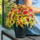 DEROMA Pot de fleurs a reserve d'eau Save R Nero - 20 cm