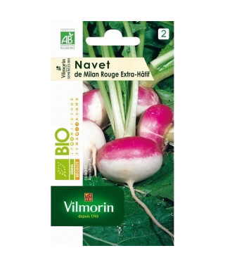 Navet de milan rouge extra hâtif bio Vilmorin