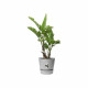 ELHO Greenville Pot de fleurs rond 47 - Gris - Ø 47 x H 44 cm - extérieur - 100% recyclé