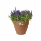 Elho Vibia Campana Bac a fleurs Rond 55 - Marron - Ø 55 x H 47 cm - extérieur - 100% recyclé