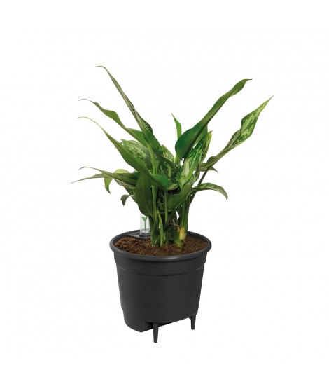 Elho Self-watering Insert Pot a fleurs 36 - Noir - Ø 36 x H 35 cm - intérieuraccessoires - 100% recyclé