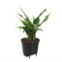 Elho Self-watering Insert Pot a fleurs 36 - Noir - Ø 36 x H 35 cm - intérieuraccessoires - 100% recyclé