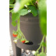 ELHO Green Basics Pot a Fraises 33 - Noir - Ø 33 x H 42 cm - culture et récolteextérieur - 100% recyclé