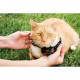 PetSafe - Clôture Anti-Fugue Deluxe avec Collier spécial Chat - Étanche - 4 Niveaux de Stimulation  Systeme Anti-étranglement