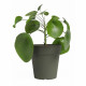 Pot de culture - ARTEVASI - MADAGASCAR - Vert sec - L50 x P50 x H47,7 cm