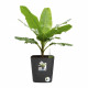 ELHO - Pot de fleurs  -  Greensense Aqua Care Carré 30 - Gris Charbon - Intérieur/extérieur - Ø 29.5 x H 30.2 cm