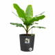ELHO - Pot de fleurs -  Greensense Aqua Care Rond 35 - Gris Charbon - Intérieur/extérieur - Ø 34.5 x H 34.1 cm