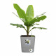 ELHO - Pot de fleurs  -  Greensense Aqua Care Carré 30 - Ciment Clair - Intérieur/extérieur - Ø 29.5 x H 30.2 cm