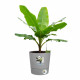 ELHO - Pot de fleurs -  Greensense Aqua Care Rond 30 - Ciment Clair - Intérieur/extérieur - Ø 29.5 x H 29.1 cm