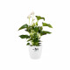 ELHO Brussels Pot de fleurs rond Roues 47 - Blanc - Ø 47 x H 44 cm - intérieur - 100% recyclé
