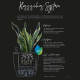 Pot de fleur LECHUZA Cubico Premium 50 - kit complet, noir brillant