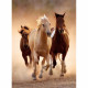 Clementoni - 1000 pieces - Running horses