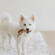 Benebone Jouets a mâcher  pour chiots