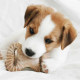 Benebone - Jouet a mâcher dentaire pour chiots Puppy 2-Pack Dental Chew/Wishbone 10cm -