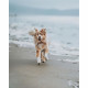 Benebone - Jouet os a macher pour chien adulte saveur bacon, Taille M