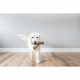 Benebone LLC 828500 - COMMUTATEUR KVM - BeneBone Jouet.