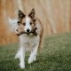 Benebone  Jouet  bâton a mâcher pour chien adulte, Taille S,  saveur bacon , durable et résistant