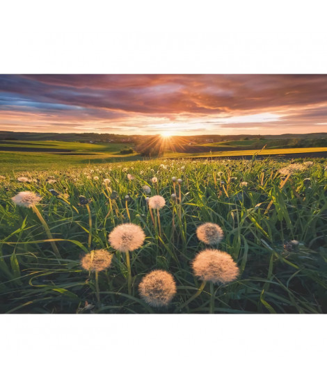 Ravensburger-Puzzle 500 pieces-Pissenlits au crépuscule-Des 12 ans-Puzzle de qualité supérieure-12000592