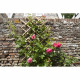 NATURE Treillis extensible en bambou 45x180cm - Marron