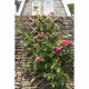 NATURE Treillis extensible en bambou 45x180cm - Marron