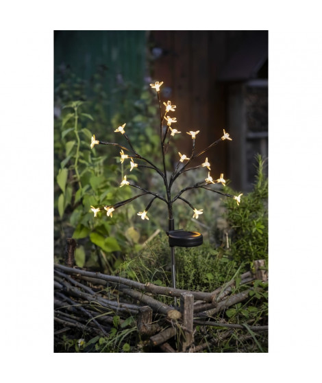 Arbuste a fleurs solaire - GALIX - G4505 - H72