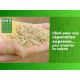 Gazon - BHS -  Gazon Regarnissage 4 saisons - 1 Kg