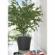 Pot de fleur Vase - DEROMA - Millennium R - Anthracite - A réserve d'eau - Roulettes - 59 cm