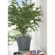 Pot de fleur - DEROMA - Millennium R - Ashgrey - A réserve d'eau - Roulettes - 59 cm