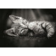CLEMENTONI - Compact 1000 pieces - Kitty